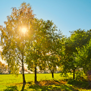 Gedenkbaum-Gruppe von Linda für Stephan Piehler 