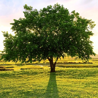 Gedenkbaum von Rosa Maria conrad für Manfred Schüller 
